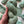 Sage - Tonal