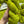 Snap Peas - Tonal