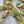 The Carlyle - Art Deco Collection