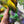 Pansy - Hibernal Flowers Collection