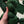 Rosemary - Tonal