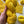 Sunflower - Tonal