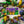 Pansy - Hibernal Flowers Collection