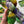 Pansy - Hibernal Flowers Collection