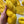 Sunflower - Tonal