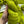 Snap Peas - Tonal