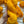 Freshly Squeezed - Tonal