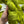 Snap Peas - Tonal