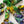Pansy - Hibernal Flowers Collection
