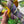 Pansy - Hibernal Flowers Collection