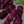 Sangria - Tonal
