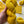 Sunflower - Tonal