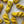 Sunflower - Tonal