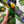 Pansy - Hibernal Flowers Collection