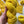 Sunflower - Tonal