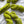 Snap Peas - Tonal