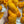 Freshly Squeezed - Tonal