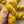 Sunflower - Tonal