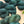 Pthalo Green - Tonal