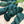 Pthalo Green - Tonal