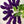 Plum Preserve - Tonal