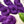 Plum Preserve - Tonal