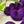 Plum Preserve - Tonal