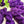 Plum Preserve - Tonal