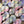 May Flowers - Variegated