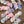 May Flowers - Variegated