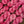 Primrose - Tonal