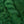 Verdant Flush - Tonal