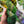 Pansy - Hibernal Flowers Collection