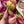 Hellebore - Hibernal Flowers Collection