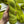 Snap Peas - Tonal