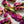 Hellebore - Hibernal Flowers Collection