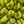 Snap Peas - Tonal