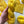 Sunflower - Tonal