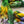 Pansy - Hibernal Flowers Collection