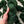 Rosemary - Tonal