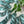 Eucalyptus - Tonal