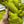 Snap Peas - Tonal