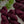 Sangria - Tonal
