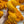 Freshly Squeezed - Tonal